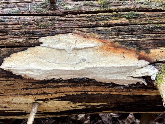 Resinoporia crassa/cretacea